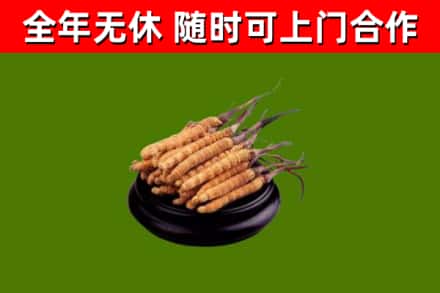 安乡县回收散虫草