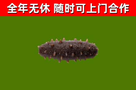 安乡县回收海参干